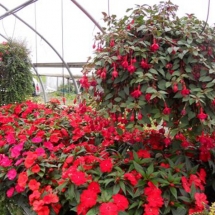 New Guinea Impatiens and Red Fuschia
