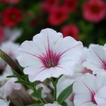 Silverberry Pink Petunia