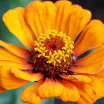 Orange Zinnia