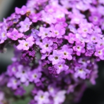 Purple Heliotrope