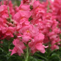 Snapdragons