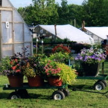 Wagons of container gardens