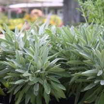 Sage plants