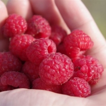 Grow your own raspberries