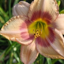 Jedi Free Spirit Daylily