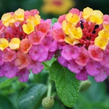 Tricolor Lantana