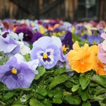 Mixed Pansies