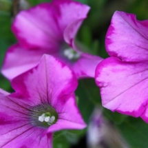 Raspberry Blast Petunia