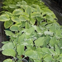 Hostas