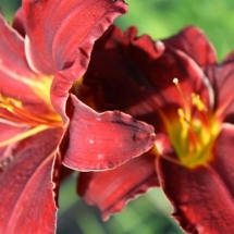 Daylily