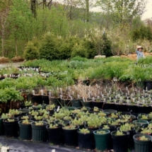 Early Spring perennial pots