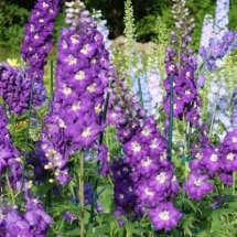 Purple Passion Delphiniums