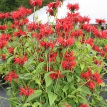 Scarlet Bee Balm
