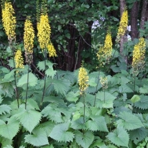 Ligularia