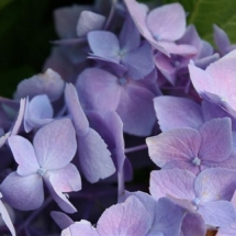 Endless Summer Hydrangea - Blue