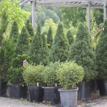 Mixed Evergreens in Shrub lot