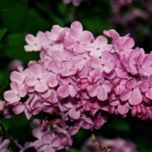 Maiden Blush Lilac