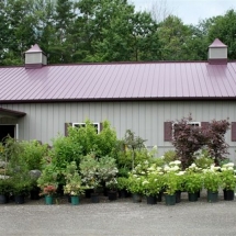 Collection of Nursery Stock on display
