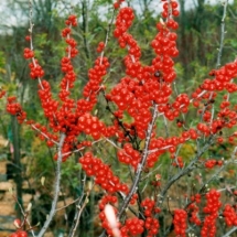 Winter Red Winterberry
