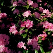 PJM Rhododendron