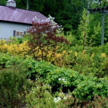 Various Trees and Shrubs