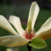 Yellow Magnolia