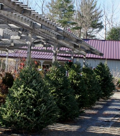 Fresh, pre-cut trees