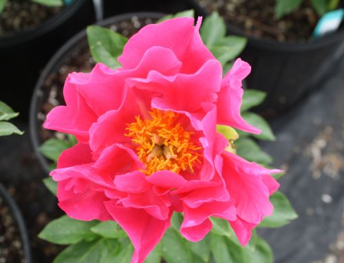 Peonies!