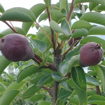 Red Pears